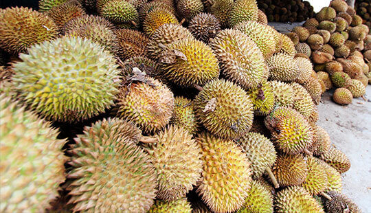 Buah Durian Hitsbanget Com